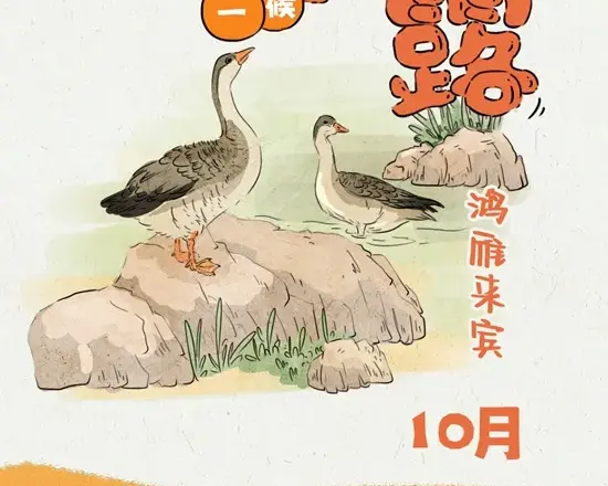 寒露秋色正浓 全国秋菊绽放地图看哪里“菊”势正好