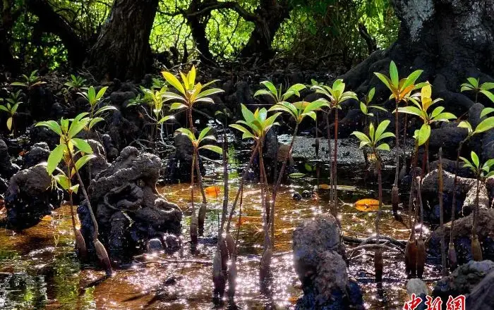 海南多地发布公告:禁止在红树林保护地违规赶海