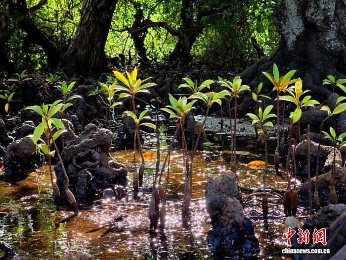 海南多地发布公告：禁止在红树林保护地违规赶海